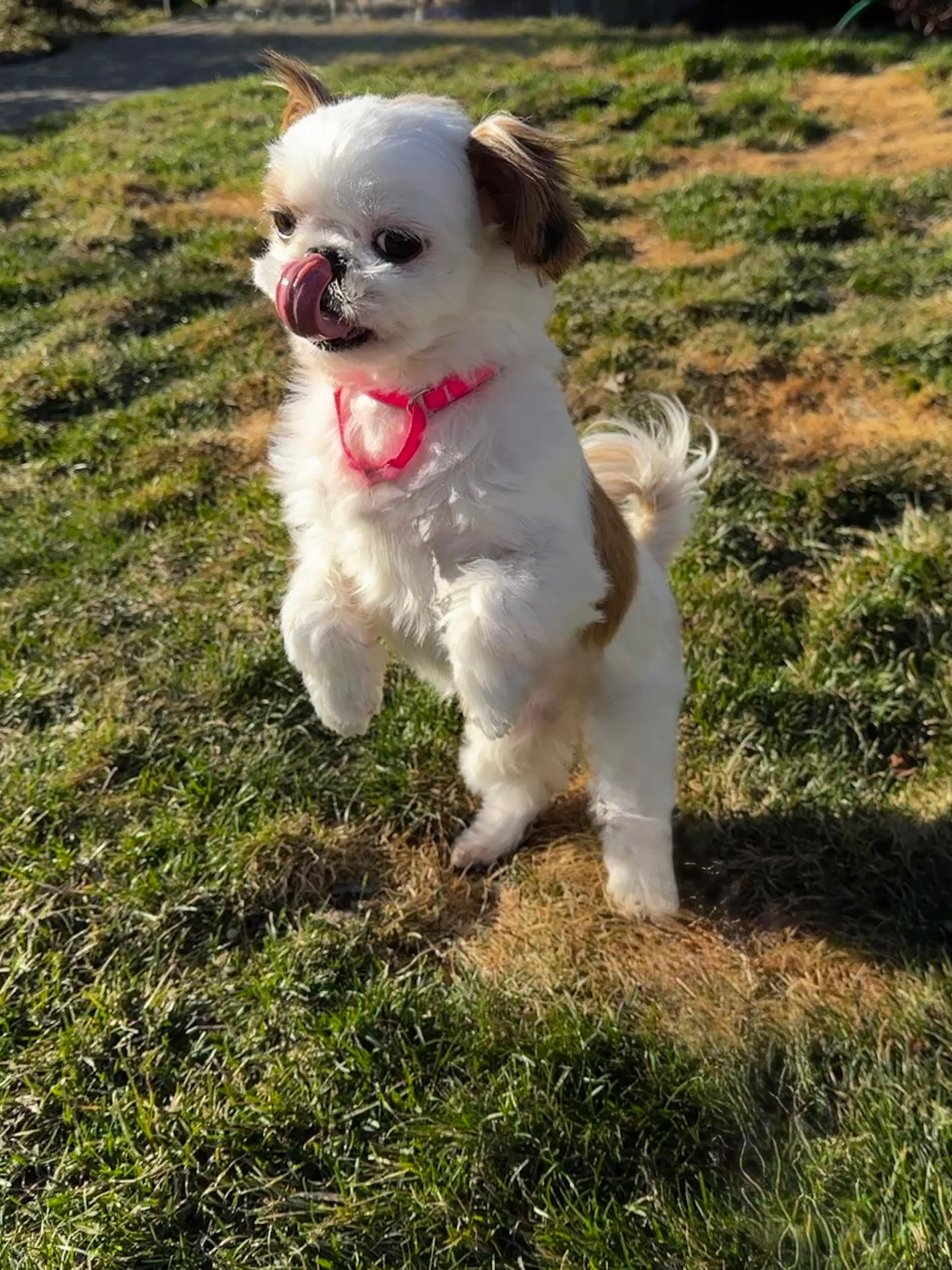 Enlarge Kiki, an adopted Shih Tzu in Thornwood, NY image 5/5