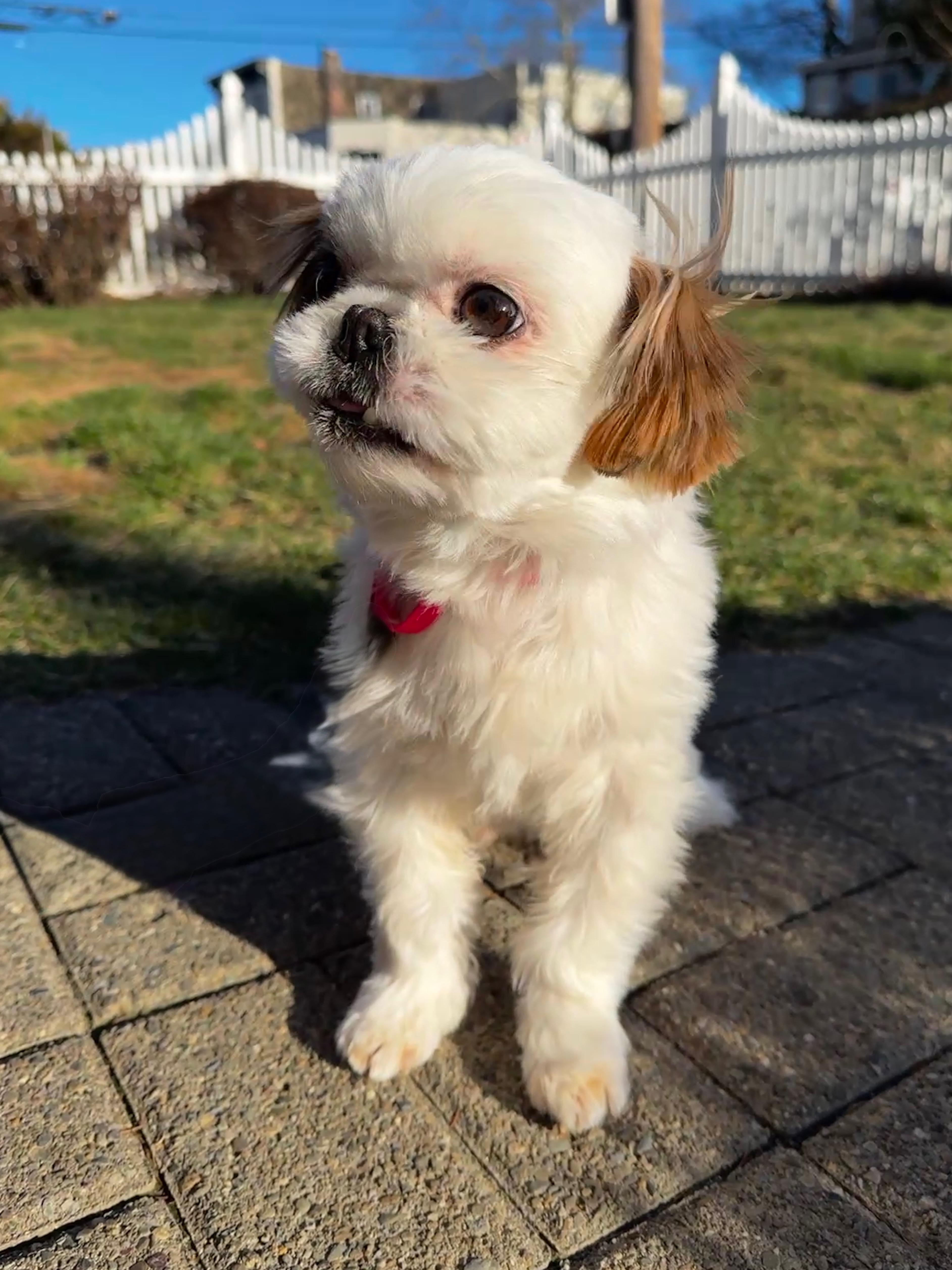 Enlarge Kiki, an adopted Shih Tzu in Thornwood, NY image 2/5