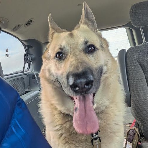 Enlarge Chase, a ADOPTABLE Anatolian Shepherd in Blue Earth, MN image 2/3