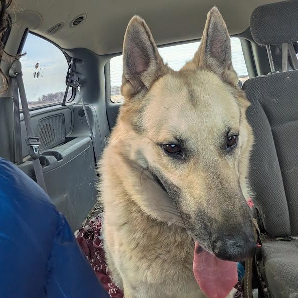 Enlarge Chase, a ADOPTABLE Anatolian Shepherd in Blue Earth, MN image 3/3