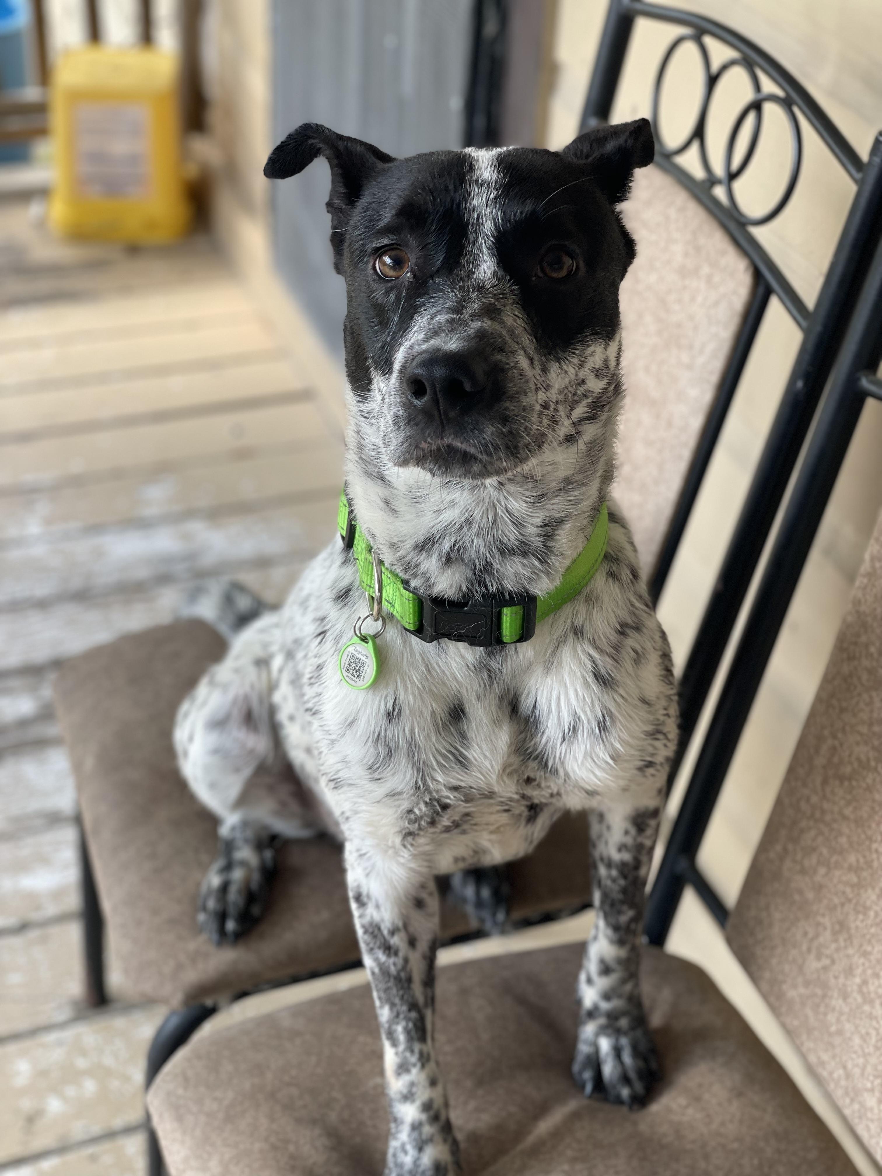 Sabrina (WA), a Adoptable mixed breed in Milwaukee, WI image 6/6