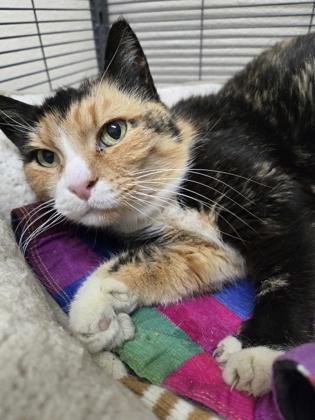 Sophie, Adoptable, Senior Female Domestic Short Hair.