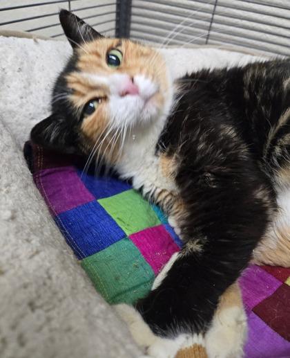 Sophie, a Adoptable Domestic Short Hair image 2/3