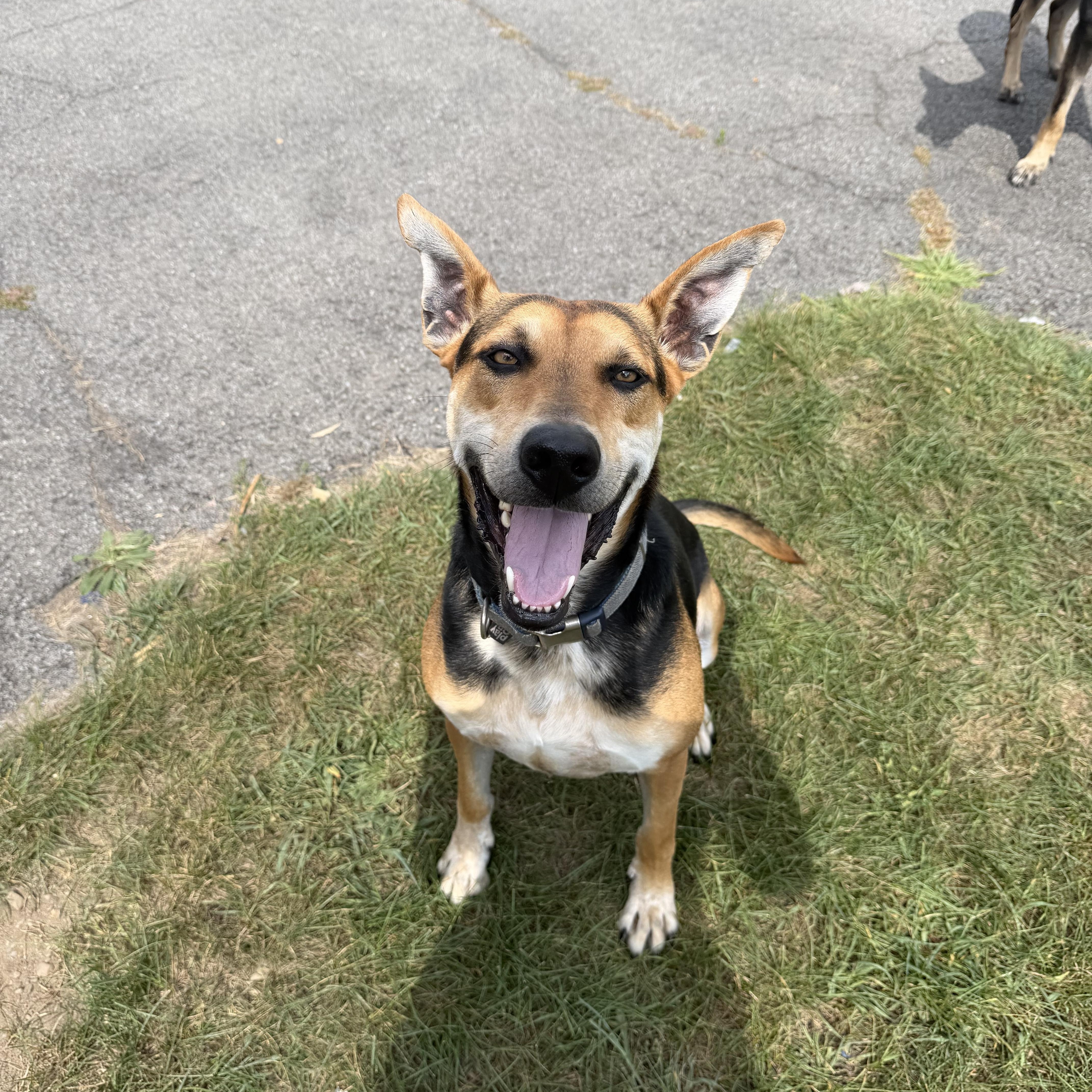 River, Adoptable, Young Male Shepherd & Carolina Dog.