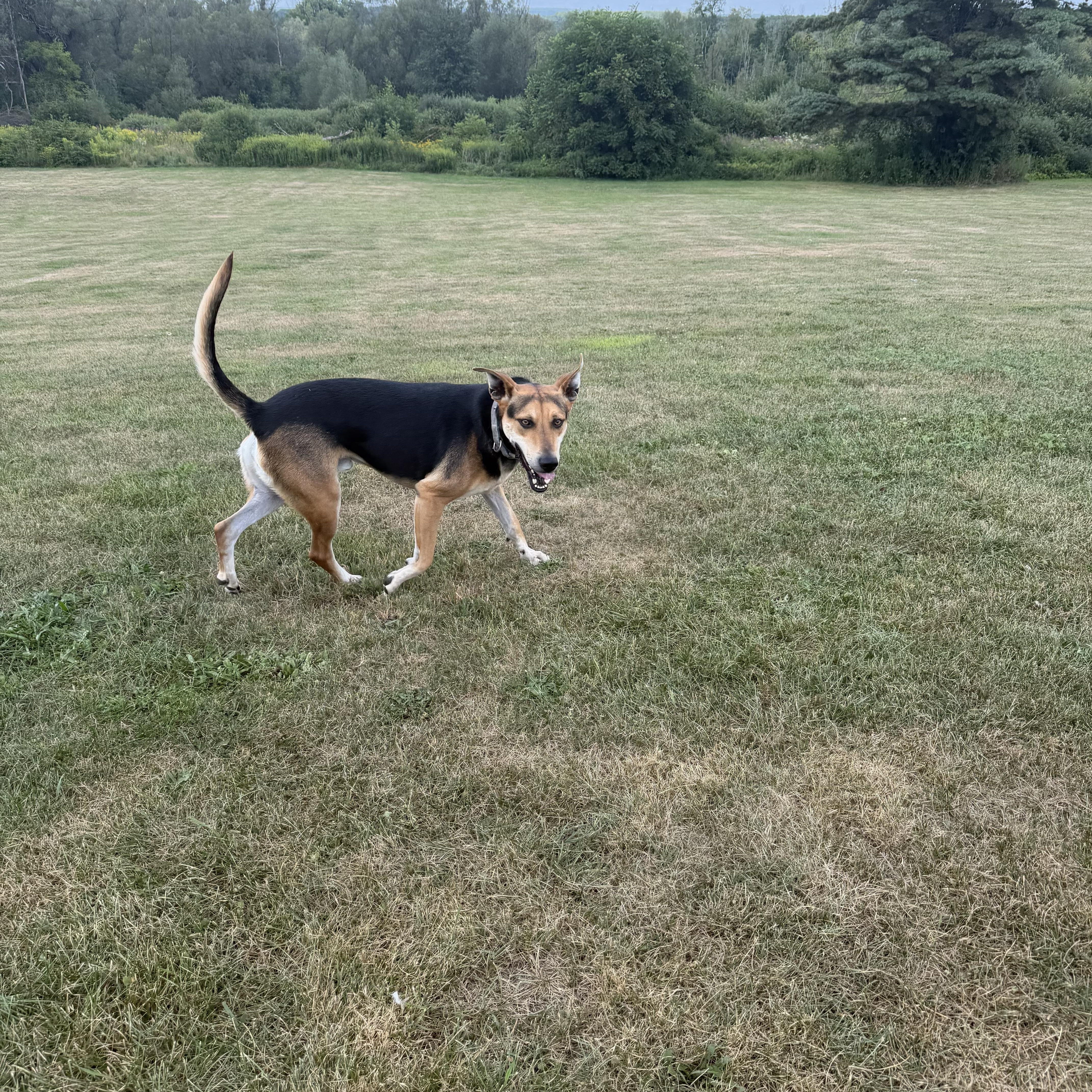 River, a Adoptable mixed breed in oriskany, NY image 6/6