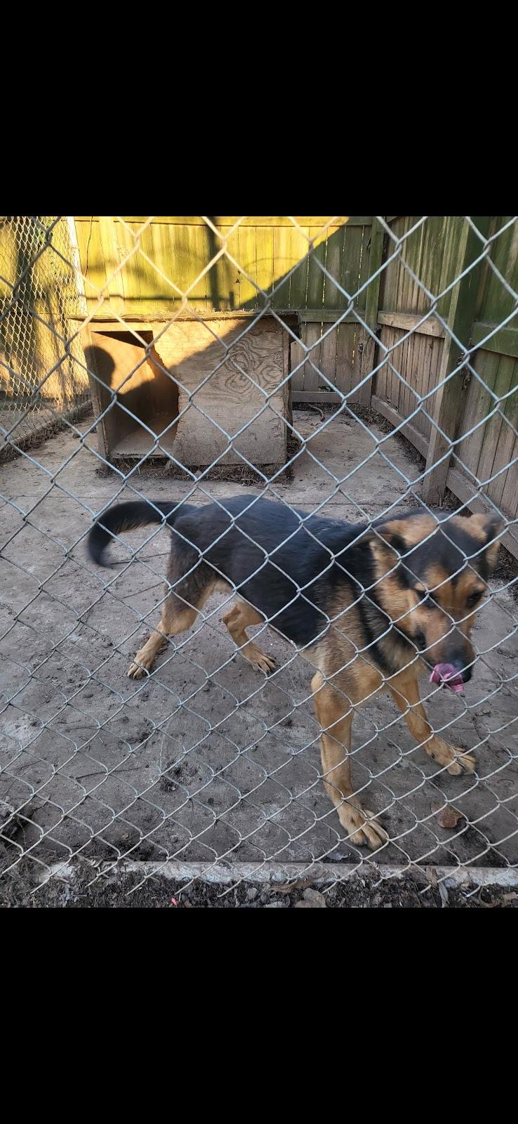 Enlarge Big Bad, a Adoptable German Shepherd Dog in Roswell, GA image 1/1