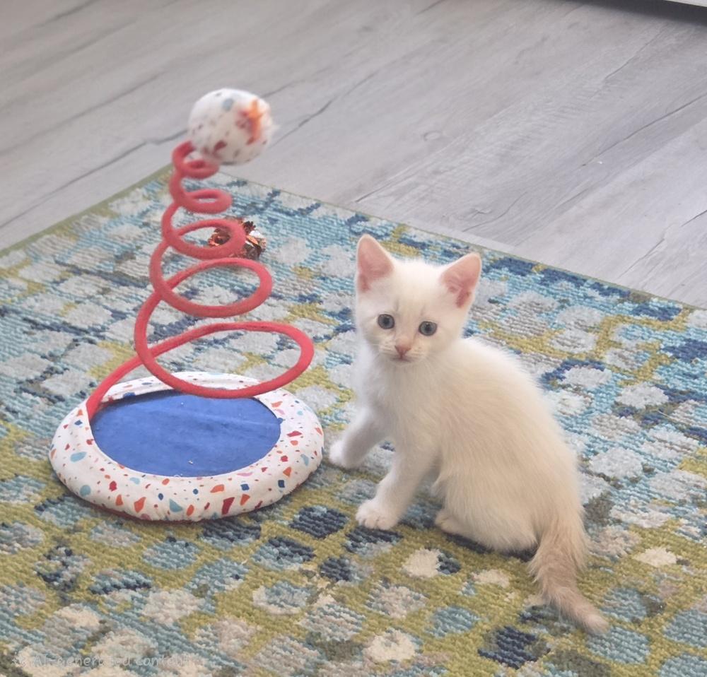 Enlarge Sir Fluffington, a Adoptable mixed breed in Brandon, FL image 2/6