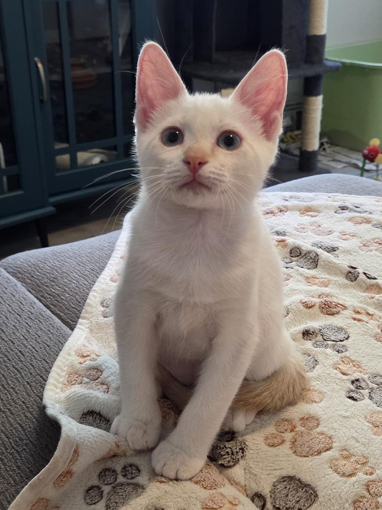 Enlarge Sir Fluffington, a Adoptable mixed breed in Brandon, FL image 3/6