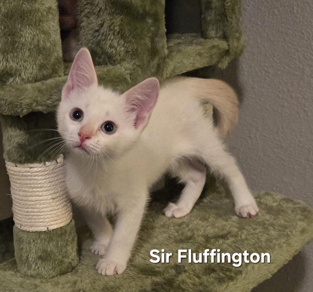 Enlarge Sir Fluffington, a Adoptable mixed breed in Brandon, FL image 4/6
