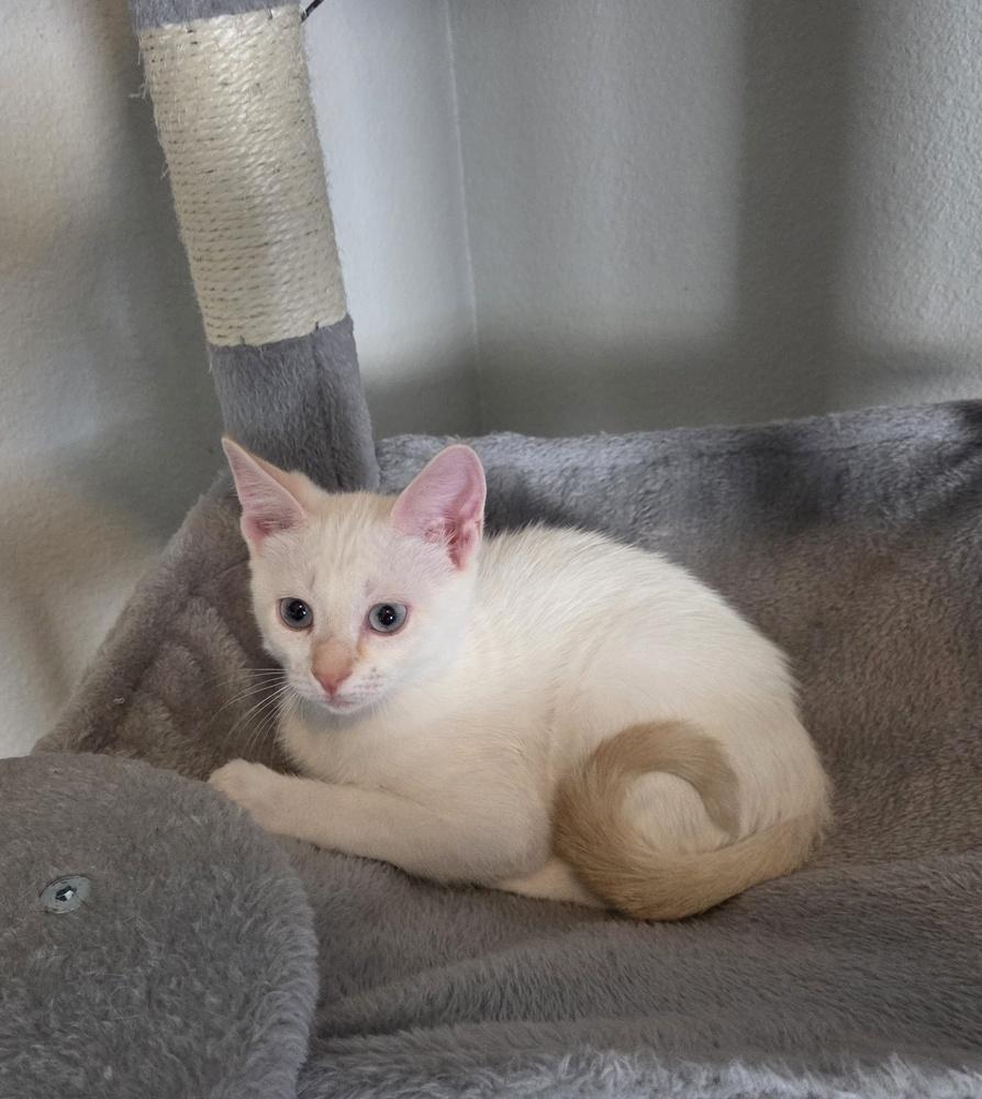 Enlarge Sir Fluffington, a Adoptable mixed breed in Brandon, FL image 5/6