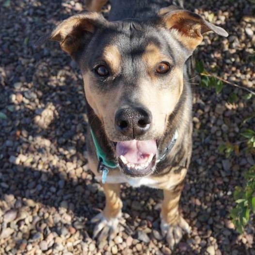 J.J., Adoptable, Adult Male Catahoula Leopard Dog & Mixed Breed.
