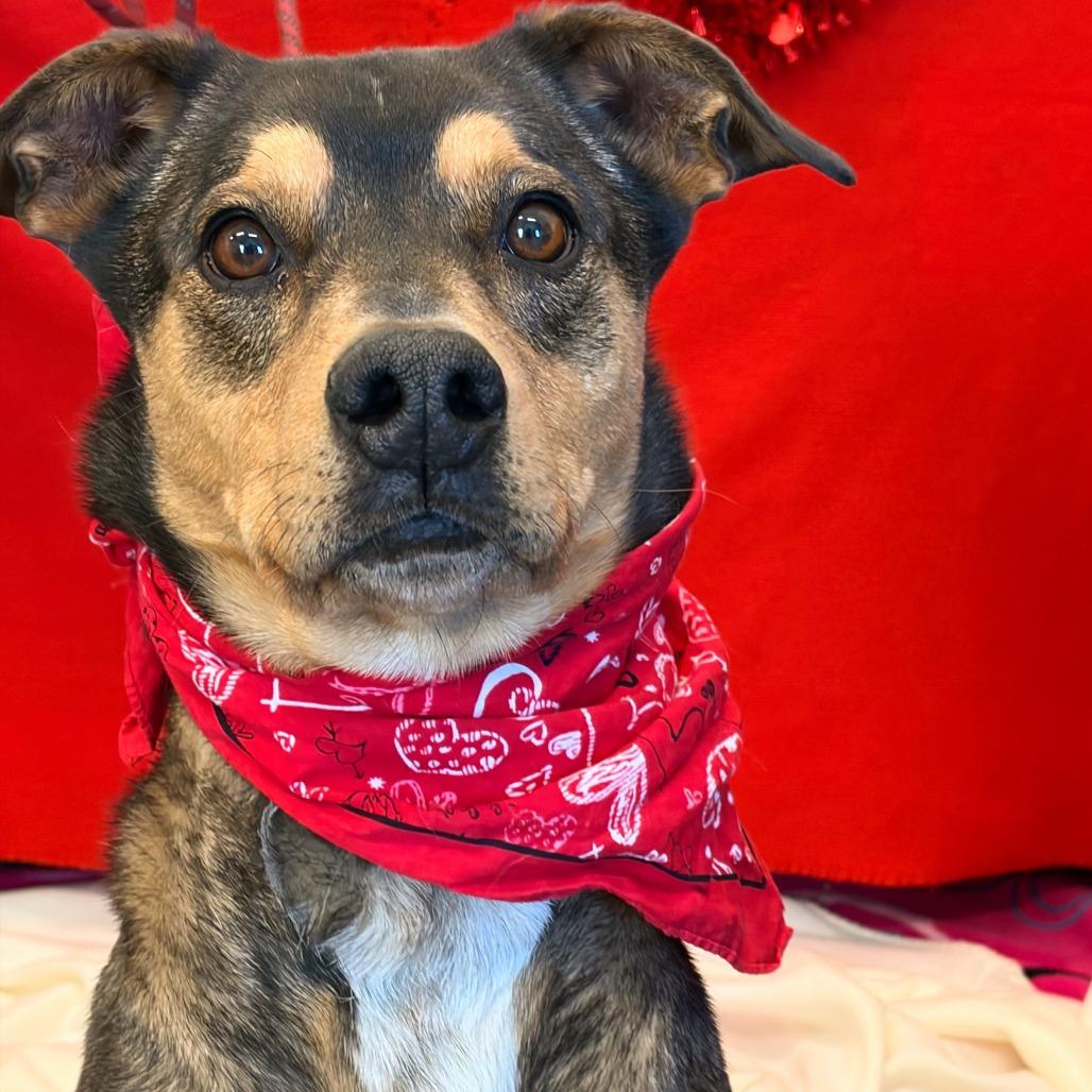 Enlarge J.J., a Adoptable mixed breed in Show Low, AZ image 2/5