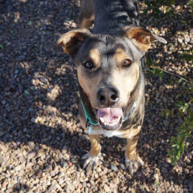J.J, a Adoptable mixed breed in Show Low, AZ image 2/3