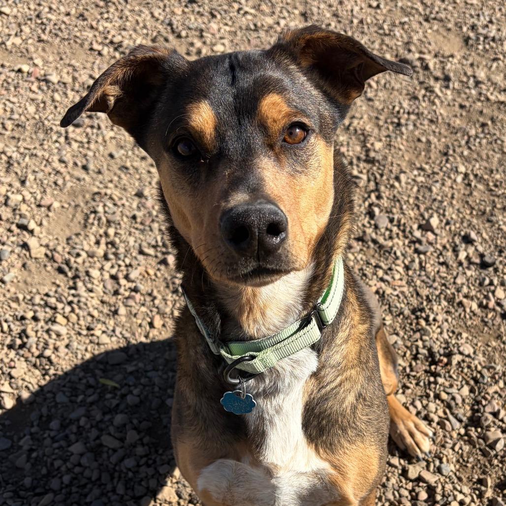 Enlarge J.J., a Adoptable mixed breed in Show Low, AZ image 3/5
