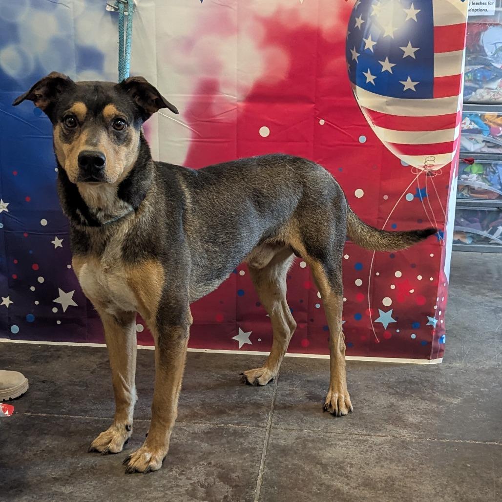 J.J, a Adoptable mixed breed in Show Low, AZ image 3/3