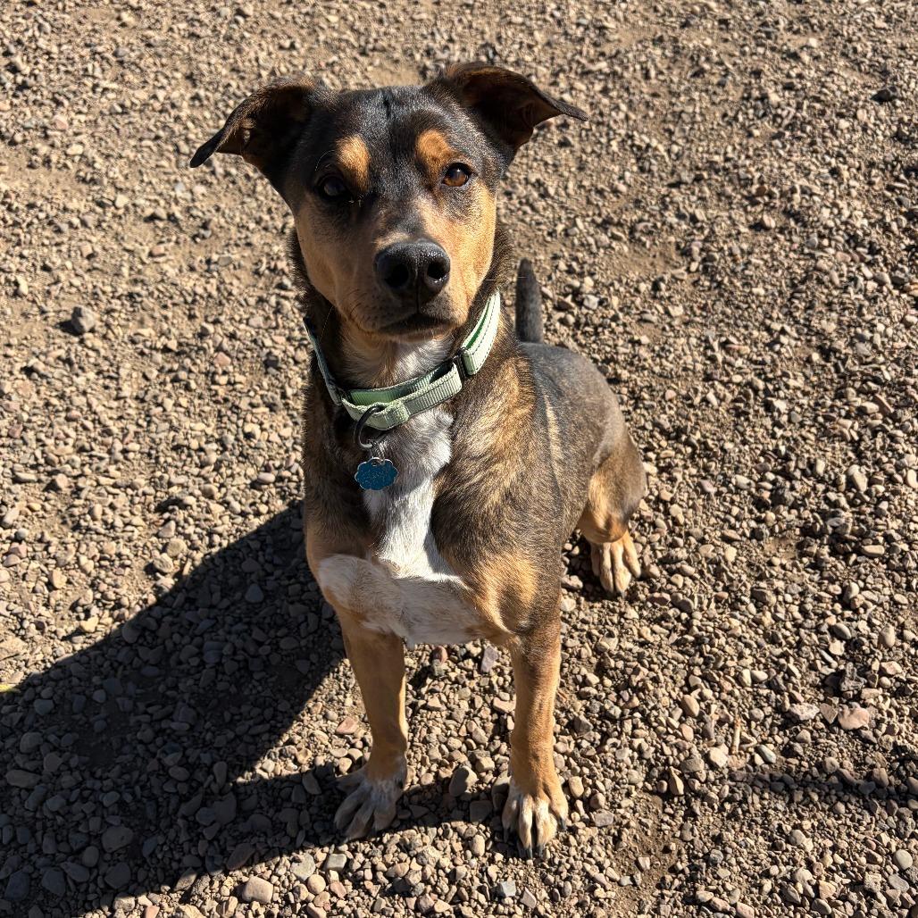 Enlarge J.J., a Adoptable mixed breed in Show Low, AZ image 4/5