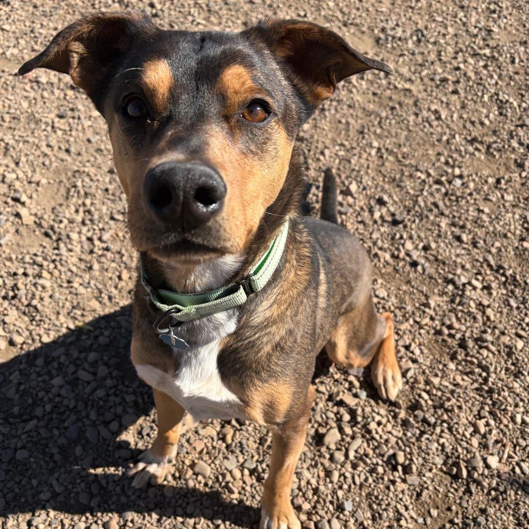 Enlarge J.J., a Adoptable mixed breed in Show Low, AZ image 5/5