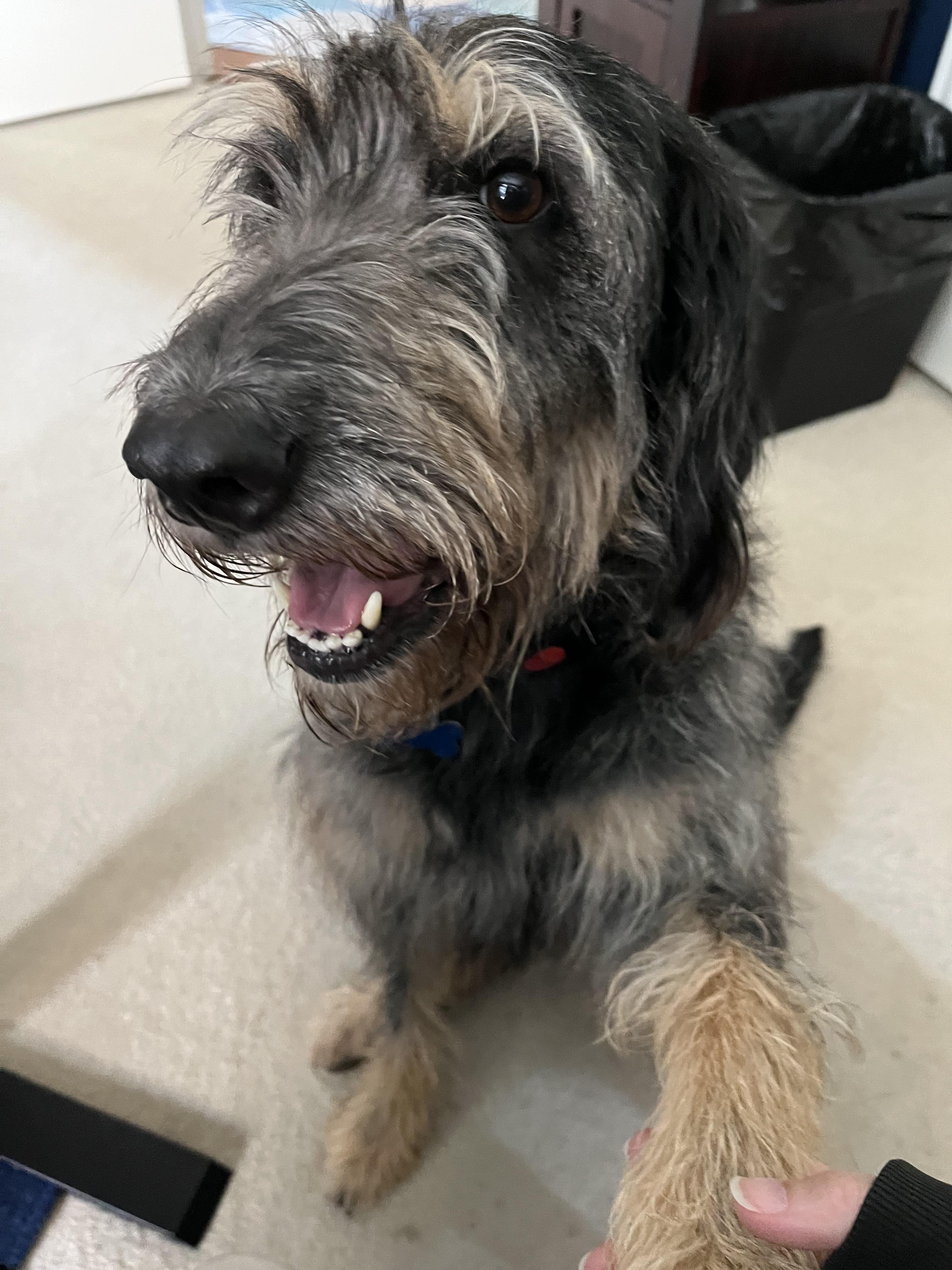 Enlarge Diggle, a Adoptable Labradoodle in Garland, TX image 4/6