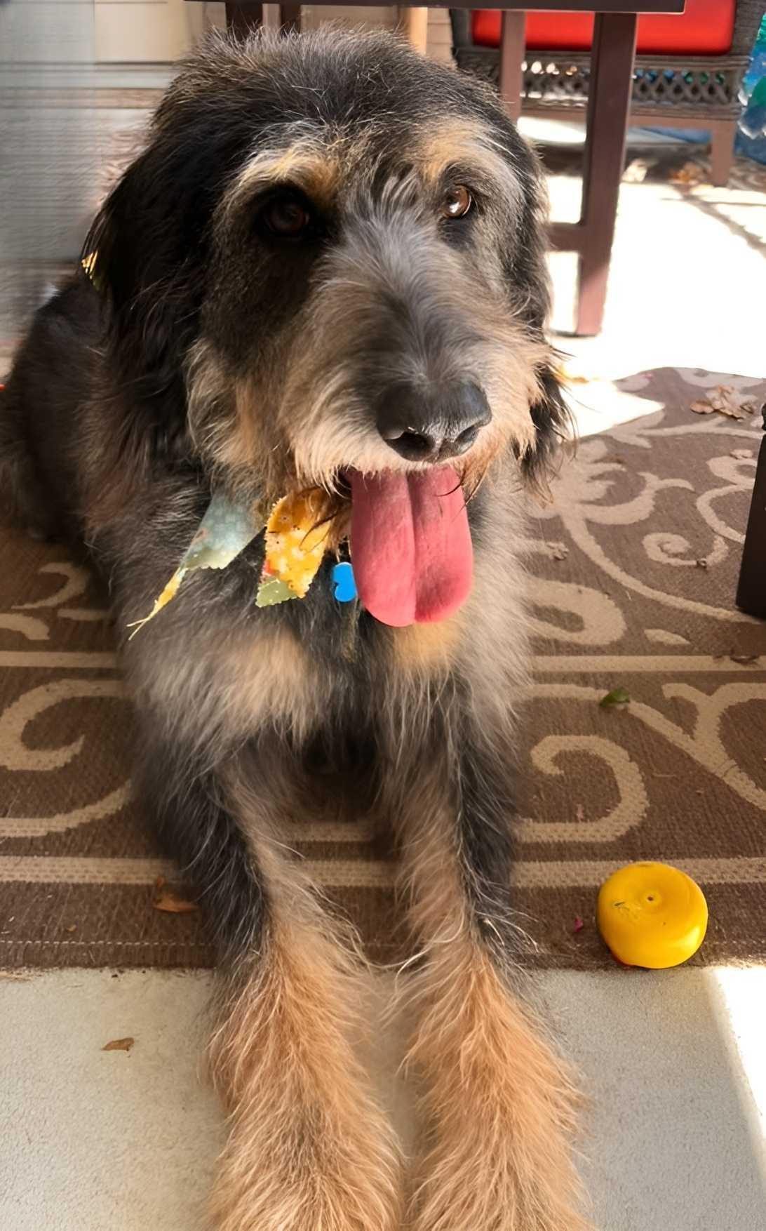 Diggle, Adoptable, Adult Female Labradoodle.