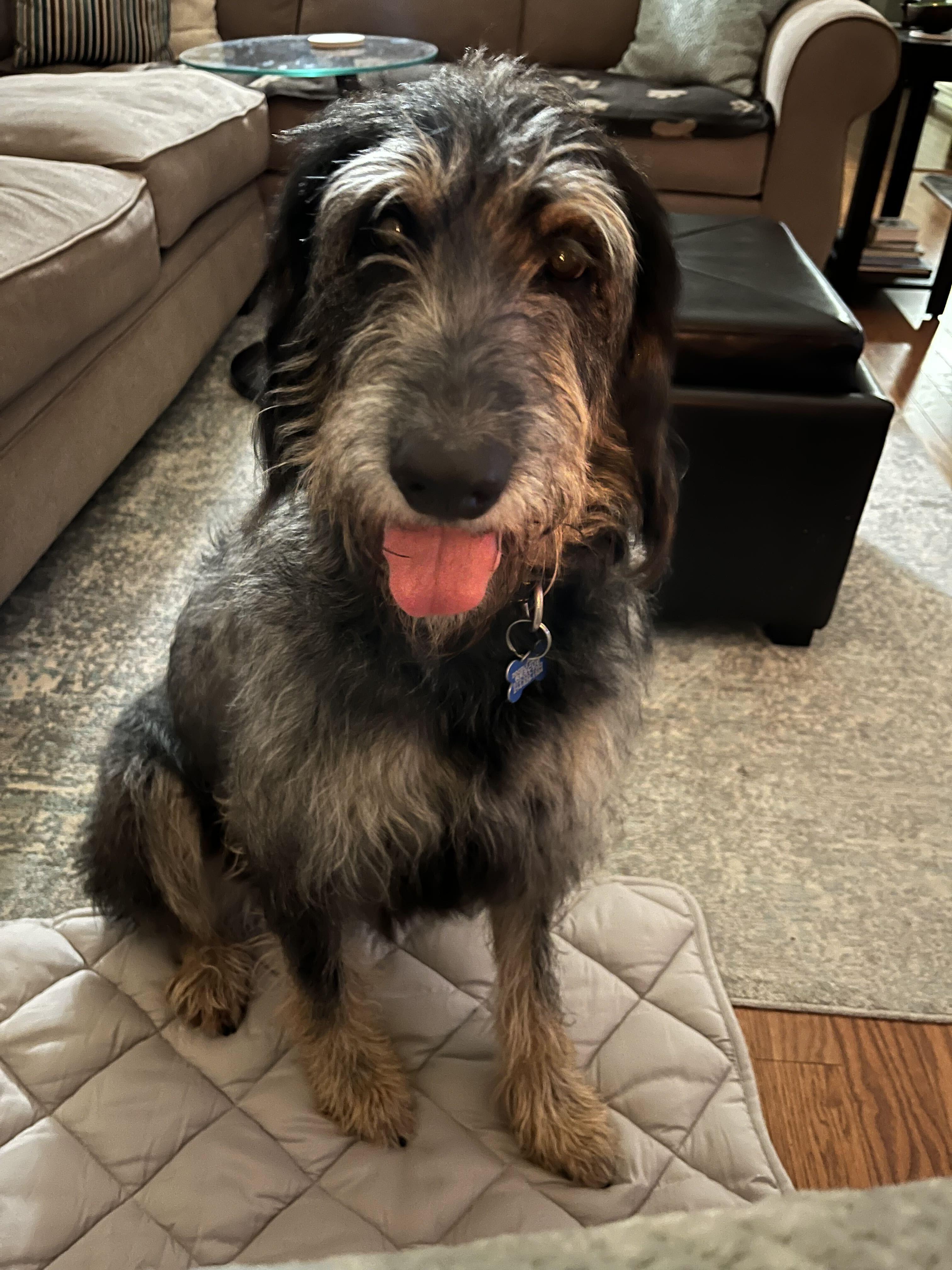 Enlarge Diggle, a Adoptable Labradoodle in Garland, TX image 3/6