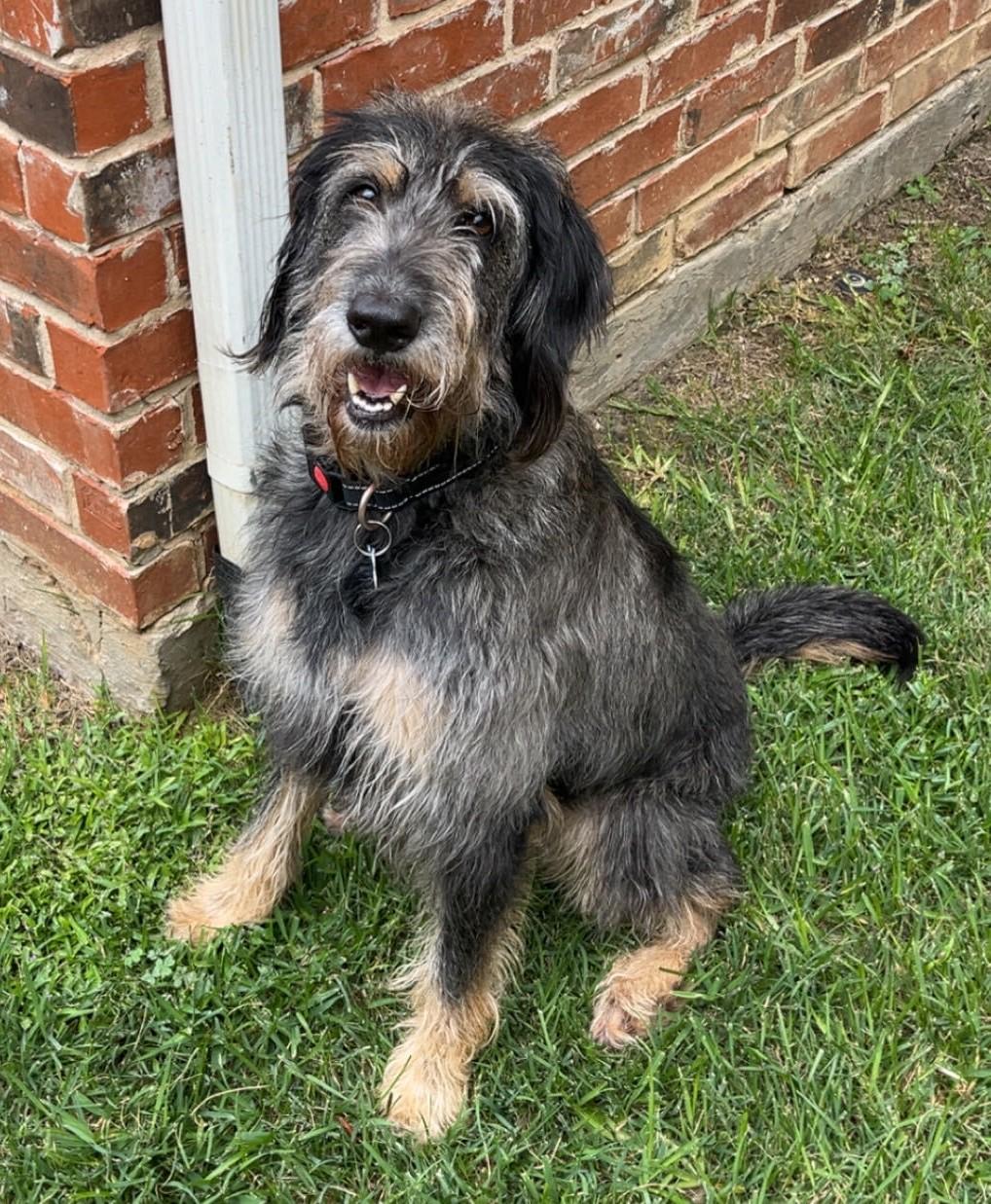 Enlarge Diggle, a Adoptable Labradoodle in Garland, TX image 2/6