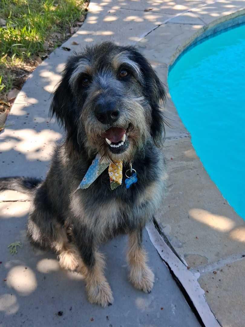 Enlarge Diggle, a Adoptable Labradoodle in Garland, TX image 5/6