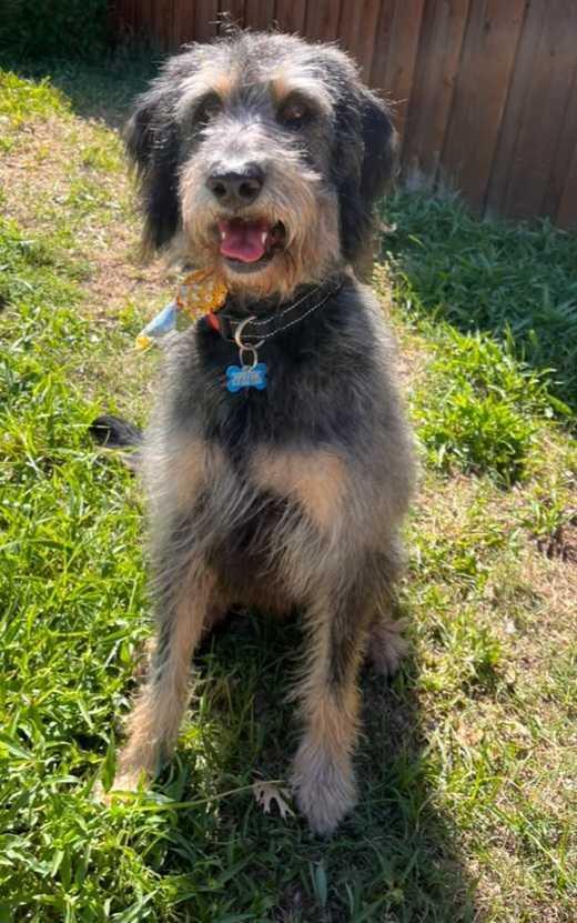 Enlarge Diggle, a Adoptable Labradoodle in Garland, TX image 6/6