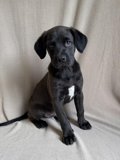 Enlarge Vaughn, a ADOPTABLE mixed breed in Buffalo, MN image 1/1