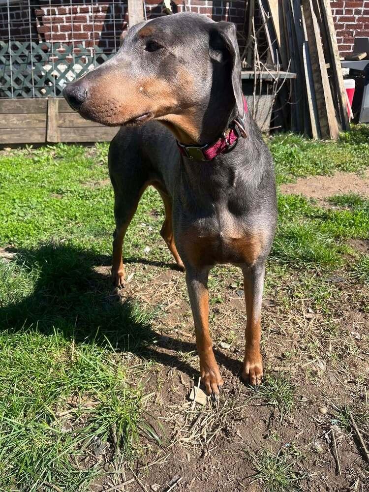 Enlarge Sky, a Adoptable Doberman Pinscher in Waverly, OH image 1/1