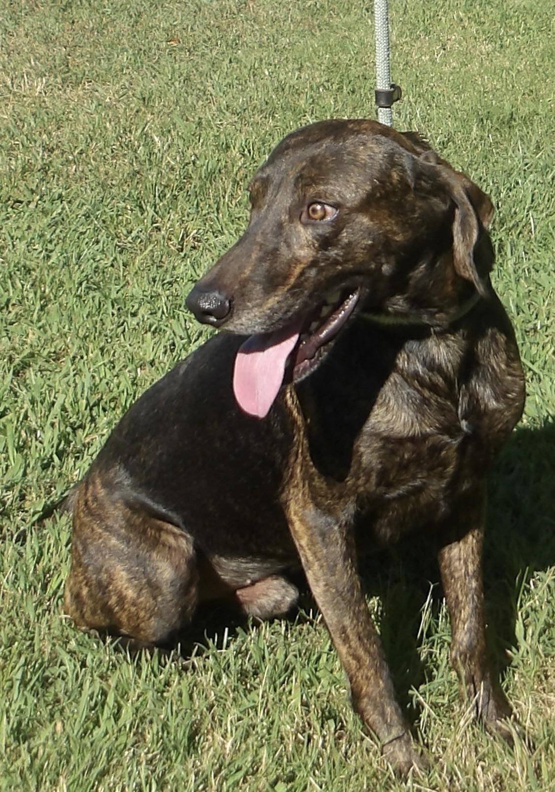 Enlarge Toto, a ADOPTABLE Plott Hound in Gloucester, VA image 3/5