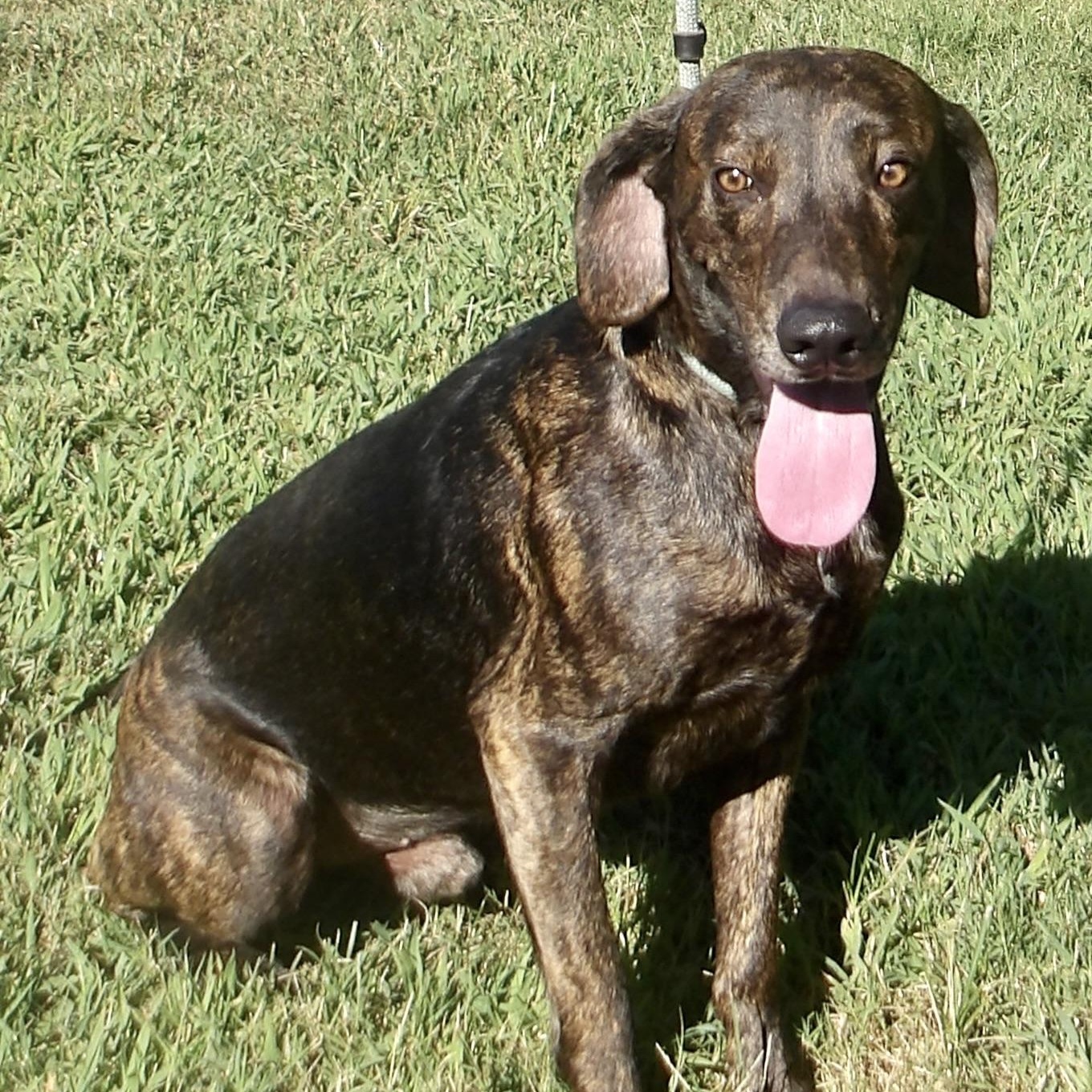 Enlarge Toto, a ADOPTABLE Plott Hound in Gloucester, VA image 1/5