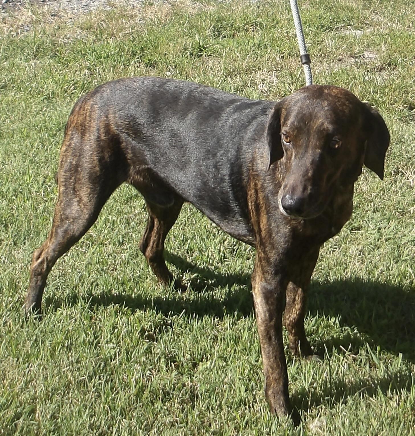 Enlarge Toto, a ADOPTABLE Plott Hound in Gloucester, VA image 4/5