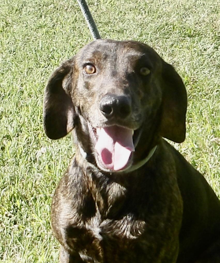 Enlarge Toto, a ADOPTABLE Plott Hound in Gloucester, VA image 2/5