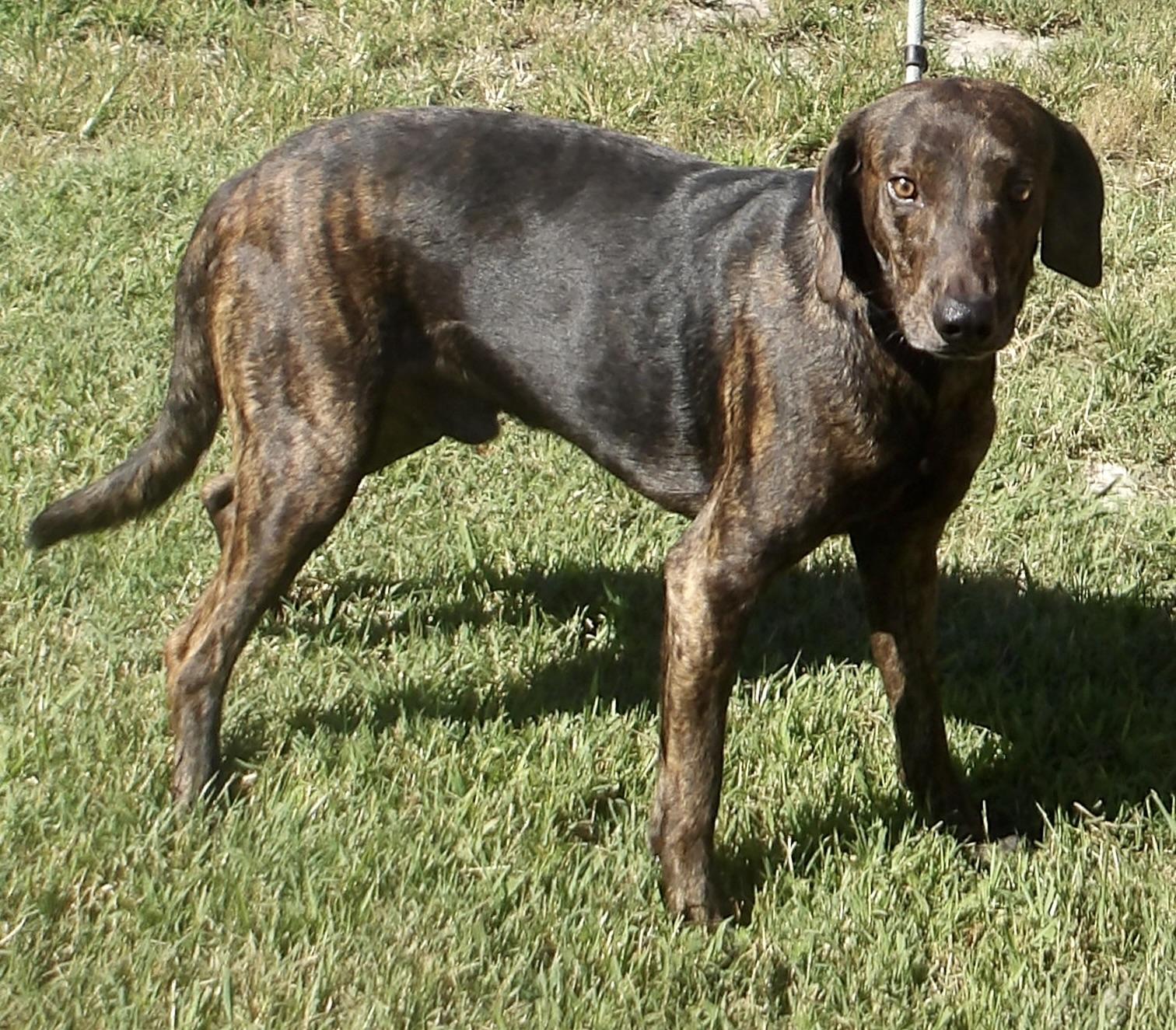 Enlarge Toto, a ADOPTABLE Plott Hound in Gloucester, VA image 5/5