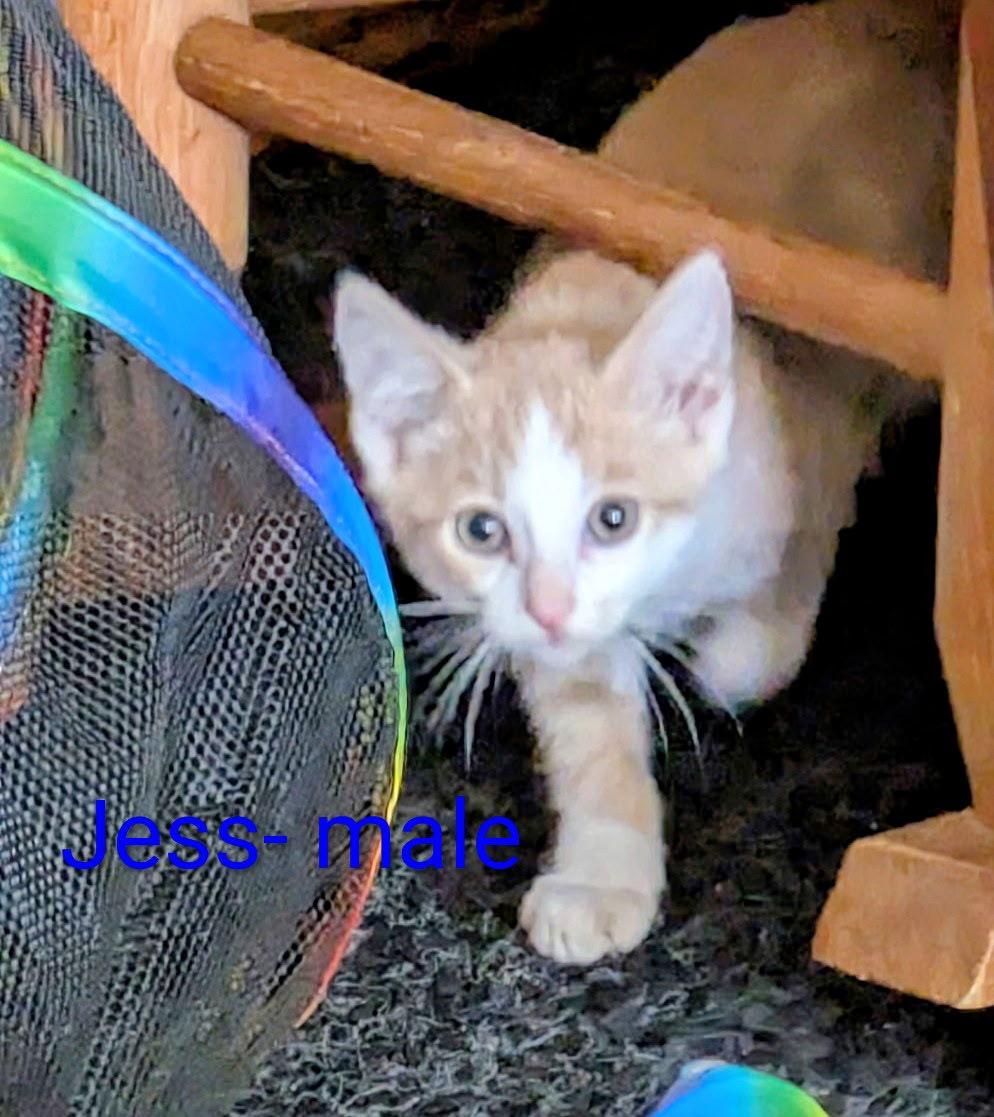 Enlarge Jess   (th), a Adoptable Domestic Short Hair in White Bluff, TN image 1/1