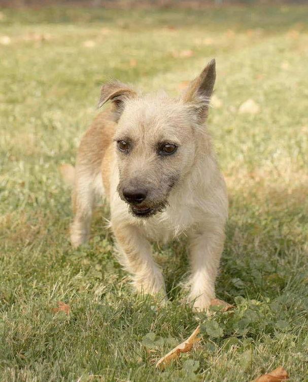 Lima Bean thumbnail 3