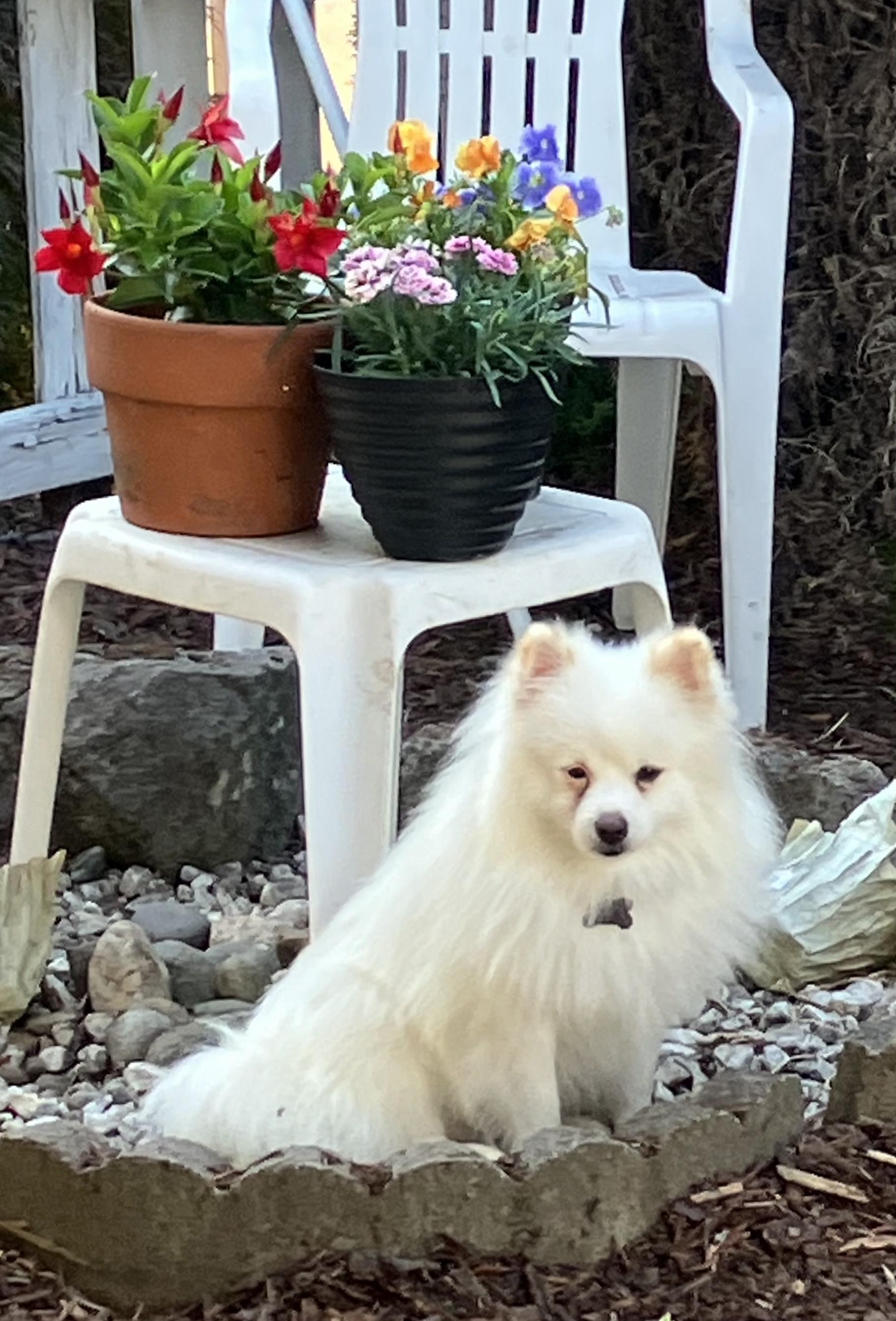 Enlarge Jerry, a Adopted mixed breed in Seattle, WA image 2/6