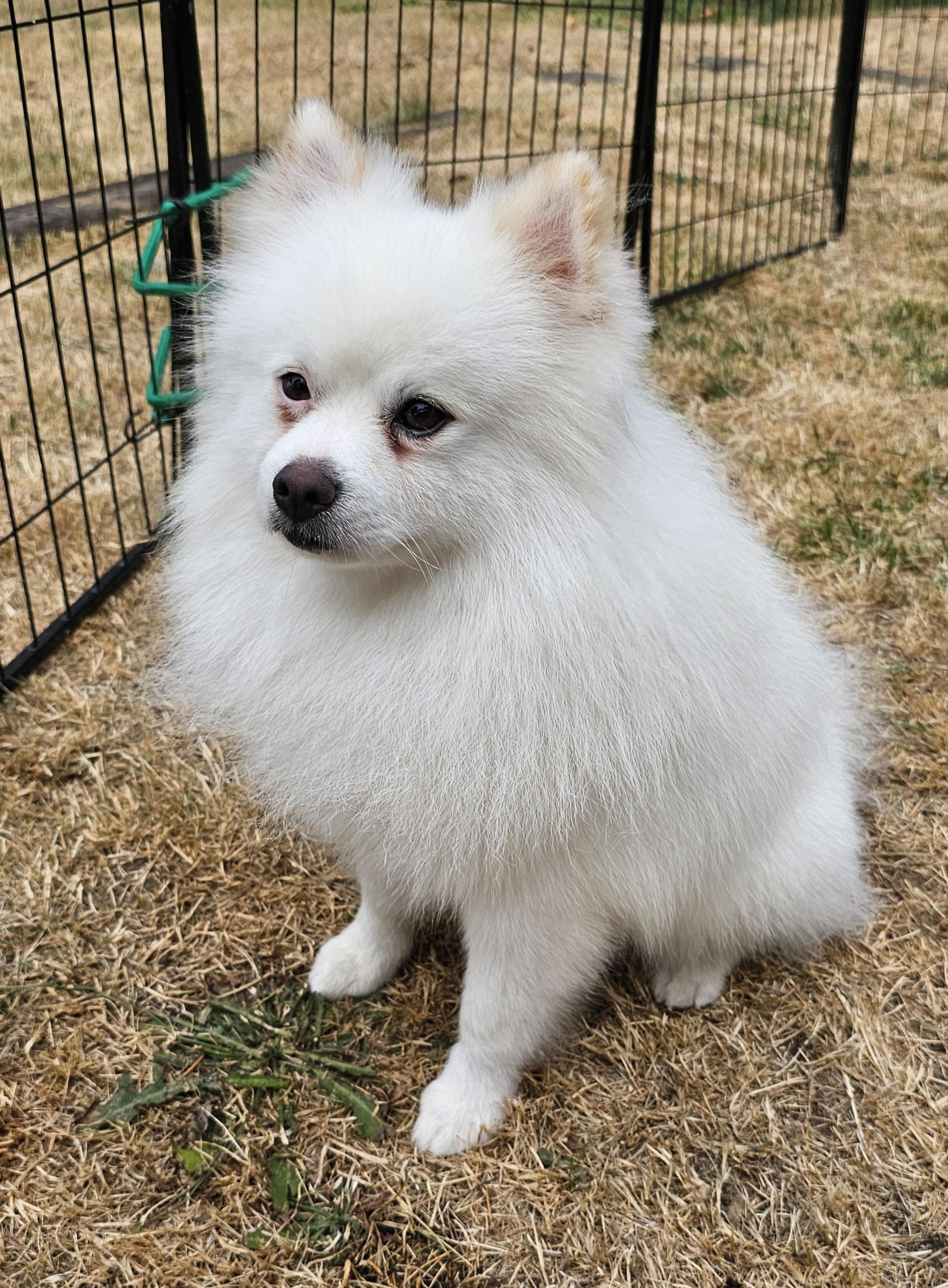 Enlarge Jerry, a Adopted mixed breed in Seattle, WA image 3/6