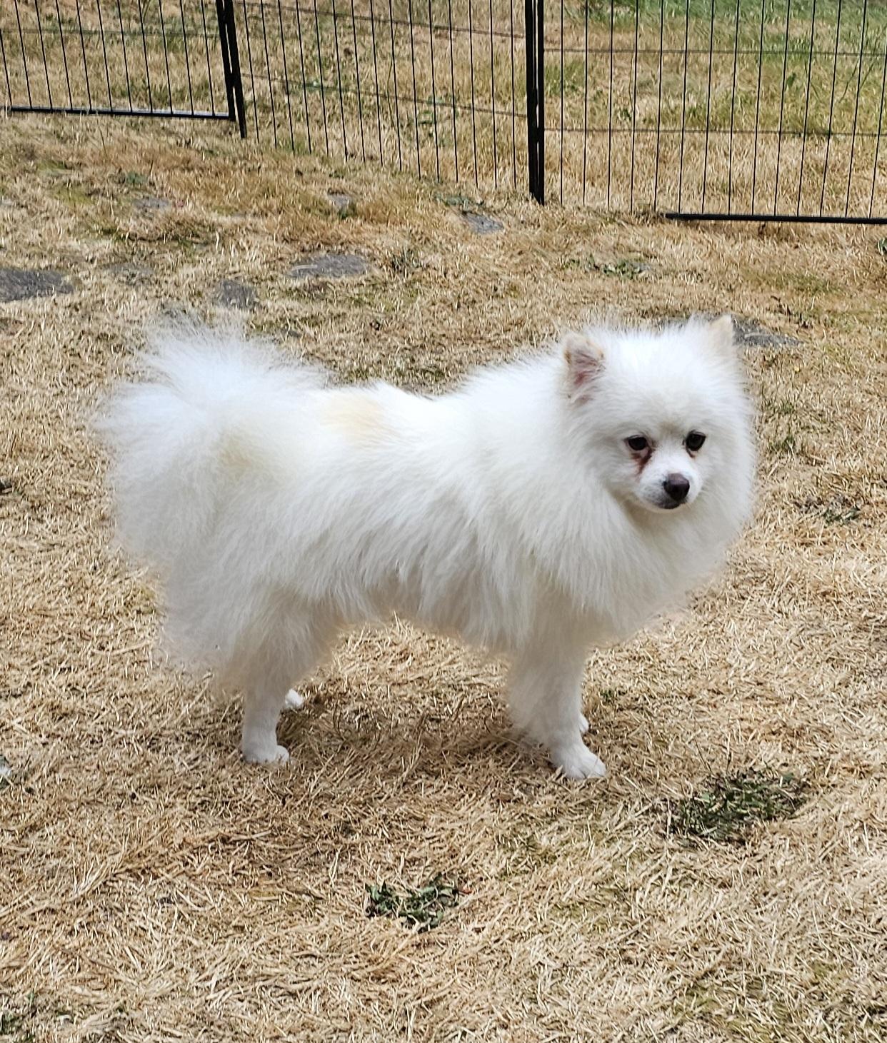 Enlarge Jerry, a Adopted mixed breed in Seattle, WA image 1/6