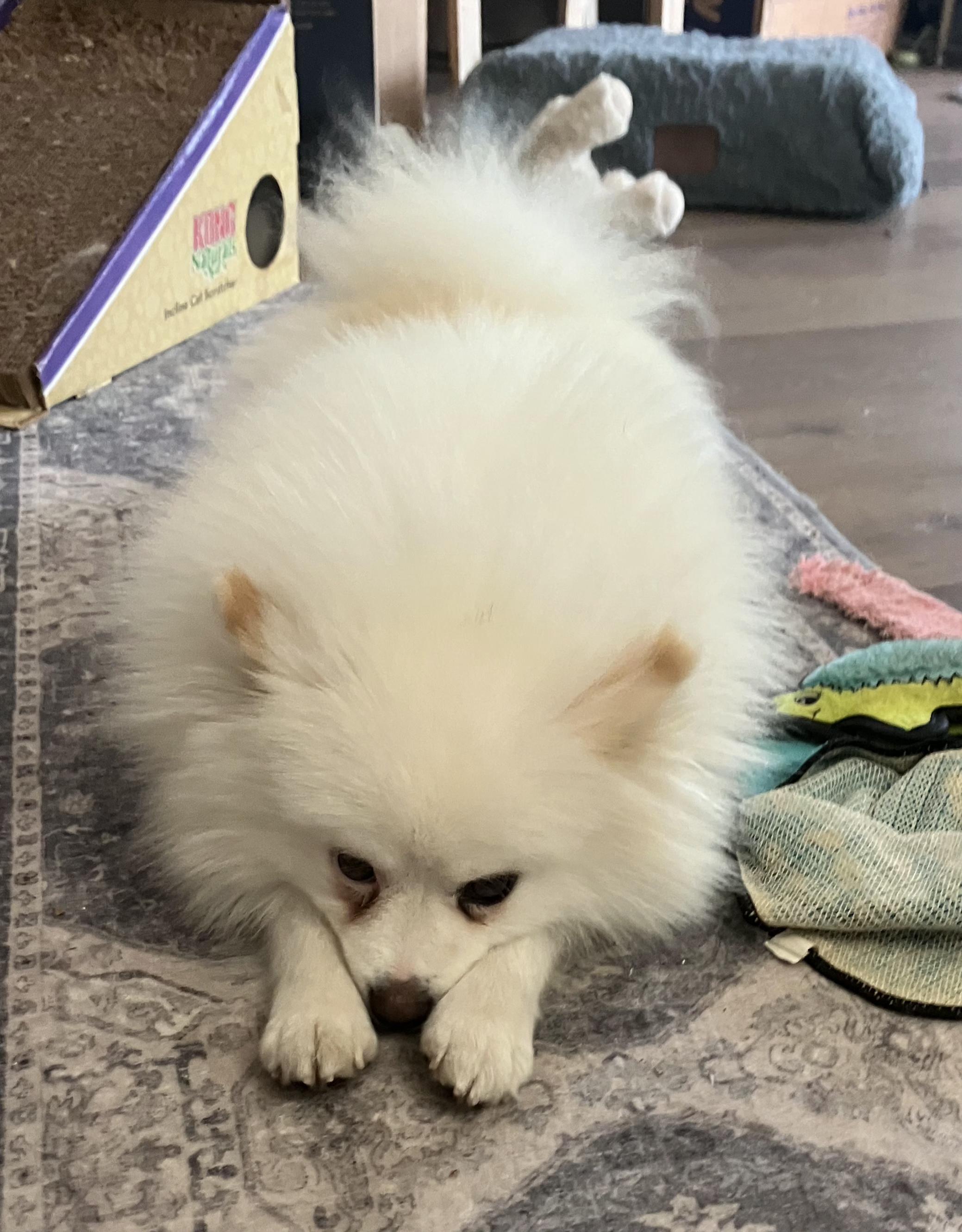 Enlarge Jerry, a Adopted mixed breed in Seattle, WA image 4/6