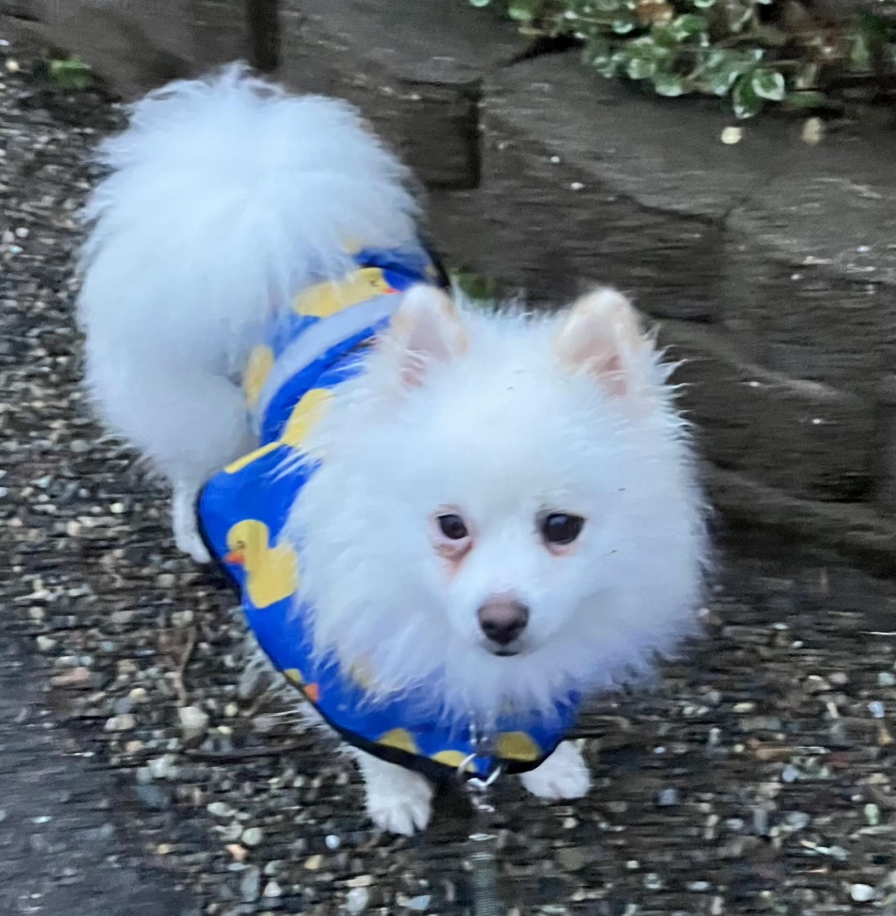 Enlarge Jerry, a Adopted mixed breed in Seattle, WA image 5/6