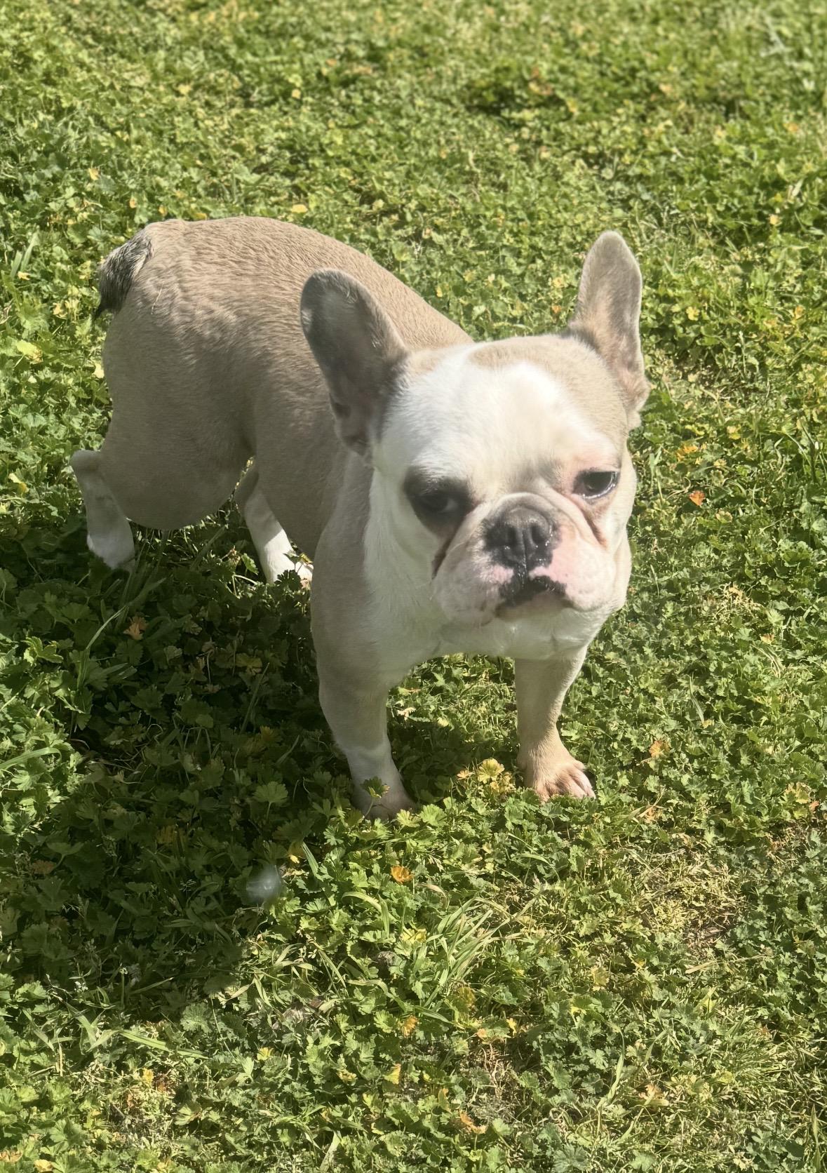 Enlarge Avery , an adopted French Bulldog in Cushing, OK image 2/2