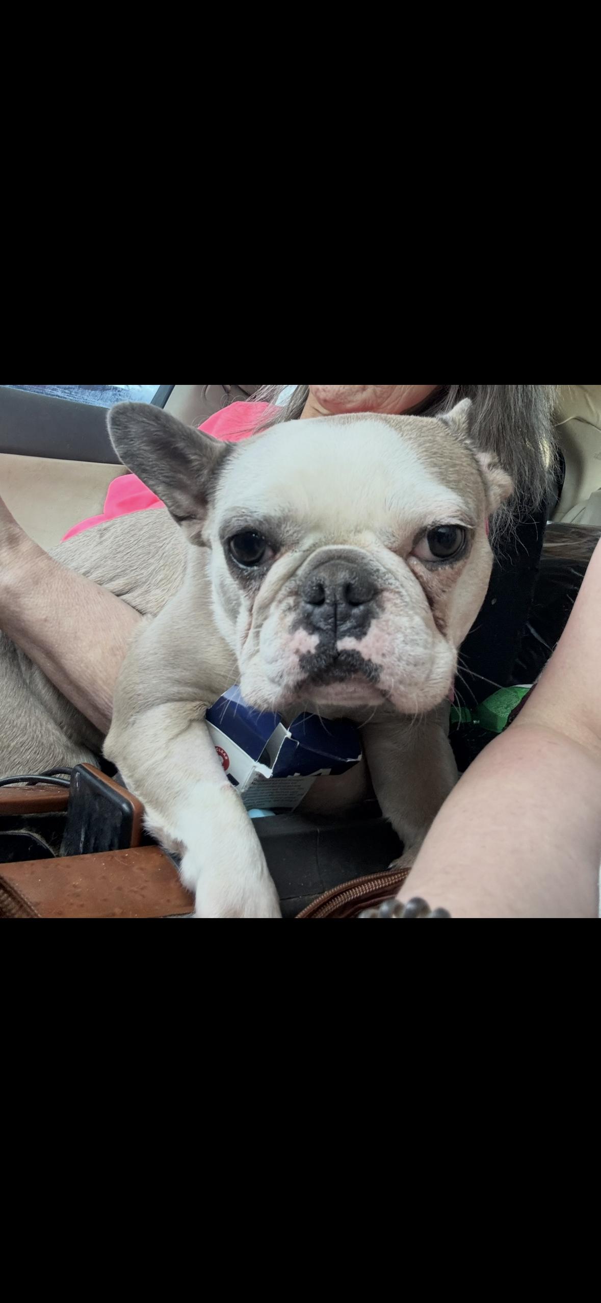 Avery , adopted, Adult Female French Bulldog.