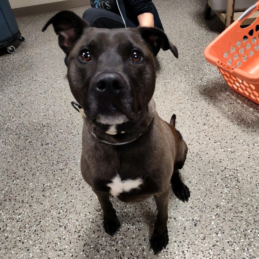 Pearl, Adoptable, Adult Female Labrador Retriever & Pit Bull Terrier.