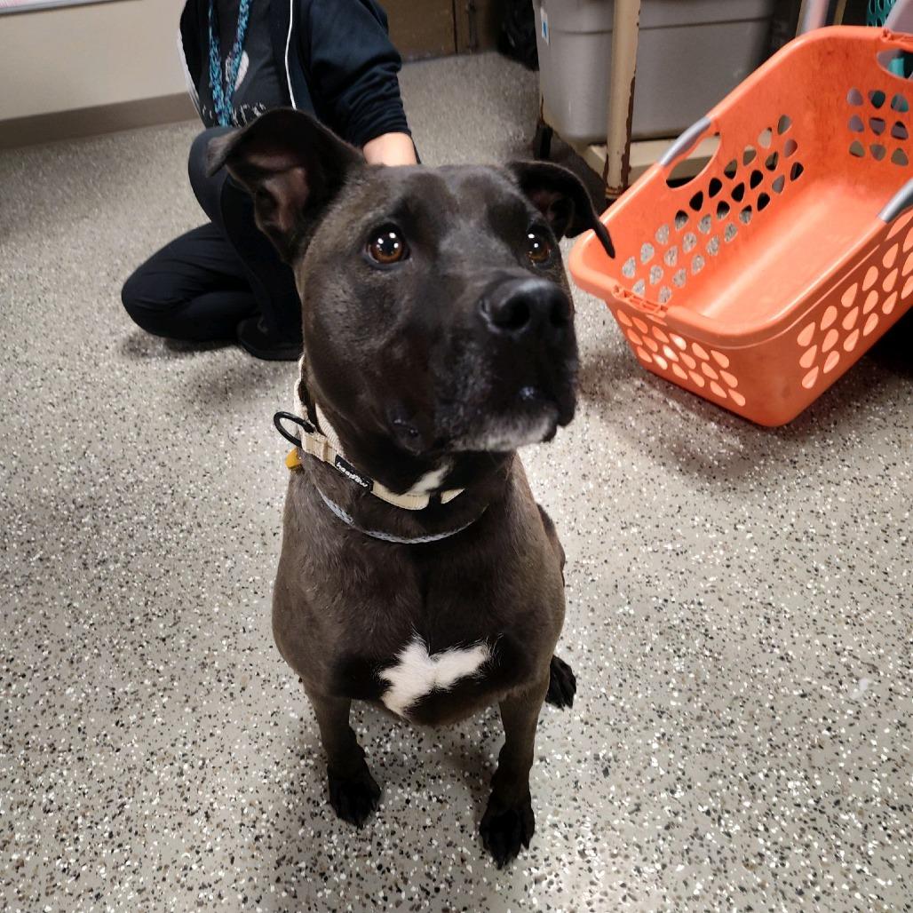 Pearl, a Adoptable mixed breed in Norfolk, NE image 2/2