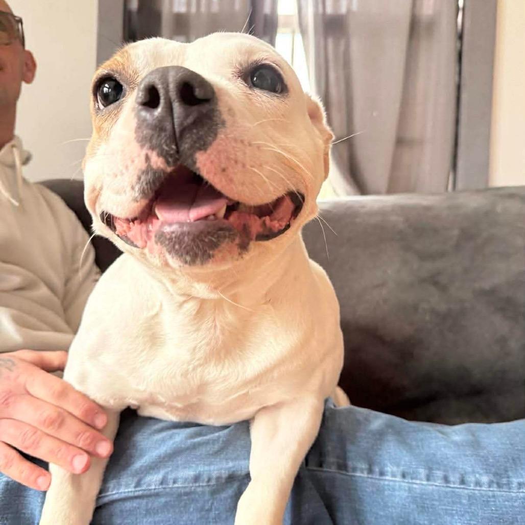 Anna, Adoptable, Adult Female English Bulldog & Pit Bull Terrier.