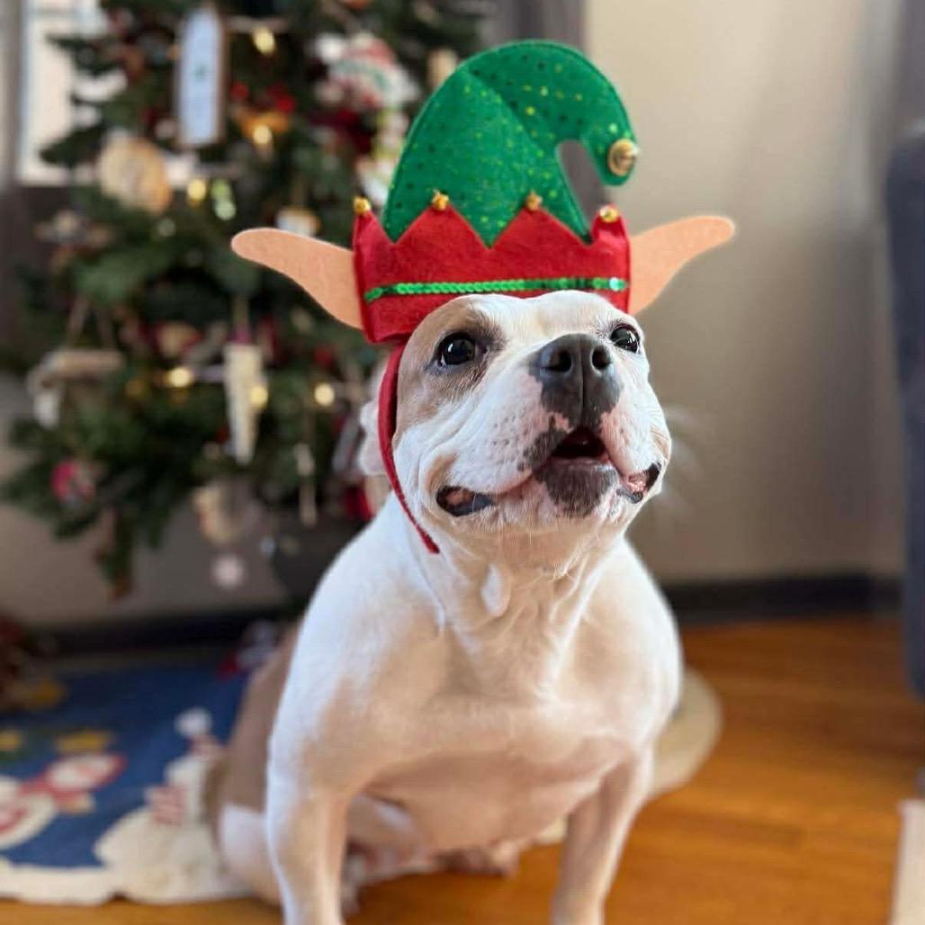 Anna, a Adoptable mixed breed in Griswold, CT image 1/6