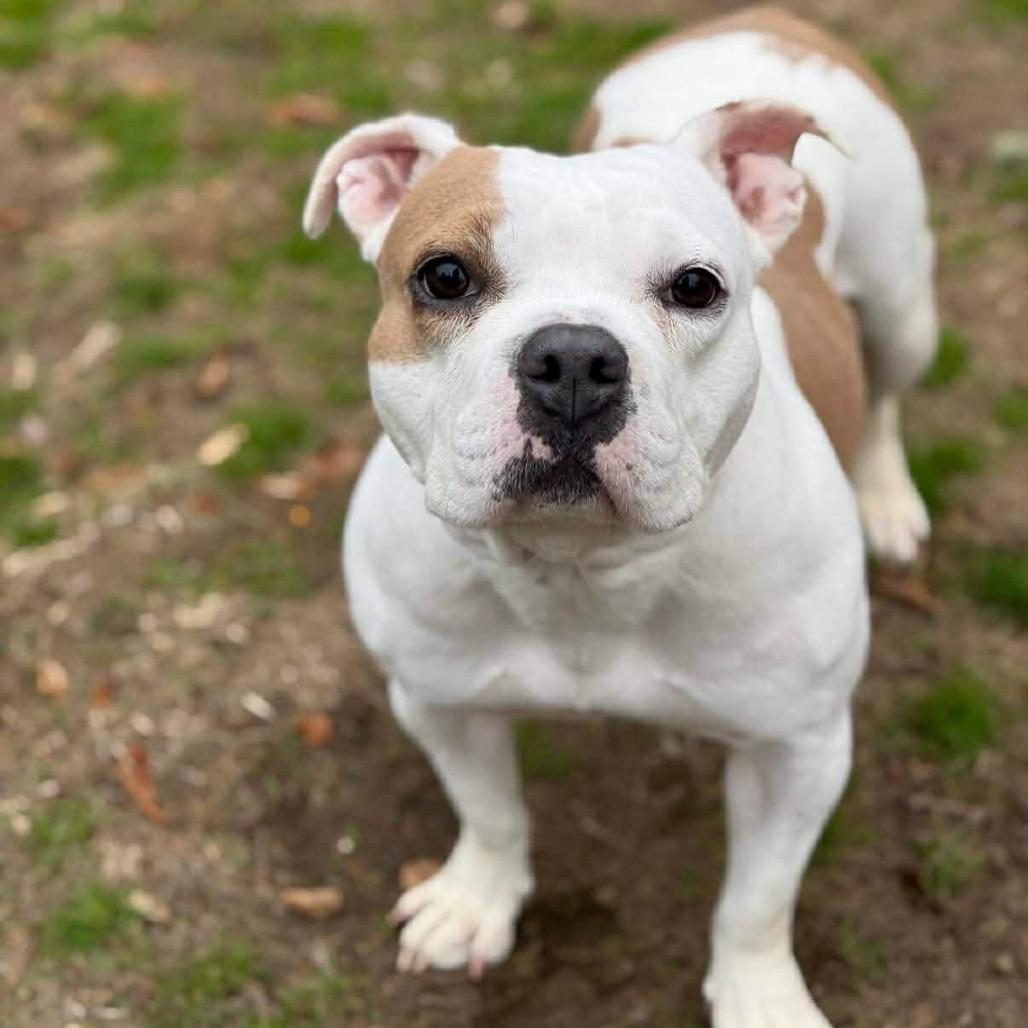 Anna, a Adoptable mixed breed in Griswold, CT image 3/6