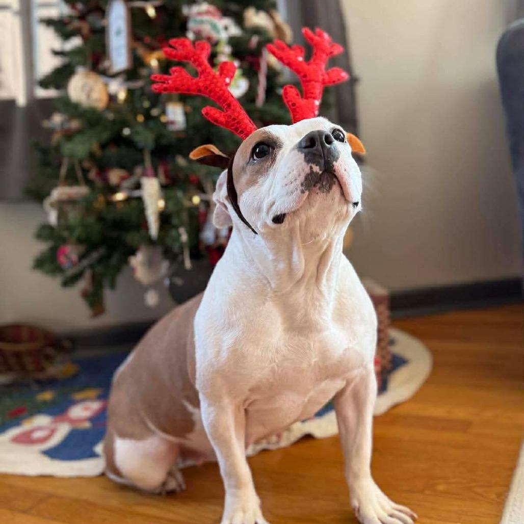 Anna, a Adoptable mixed breed in Griswold, CT image 4/6