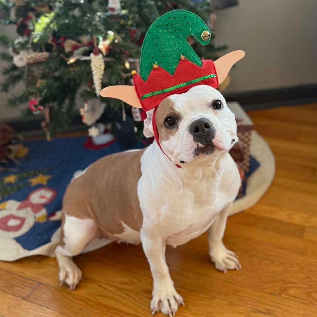 Anna, a Adoptable mixed breed in Griswold, CT image 5/6